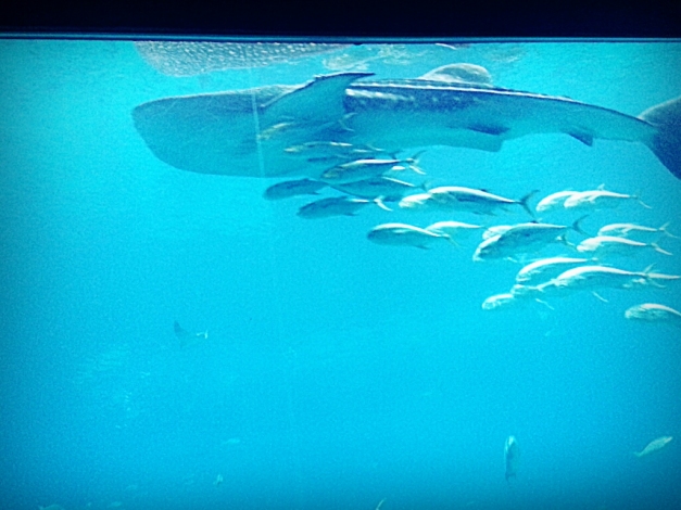 Shark Whale!!!